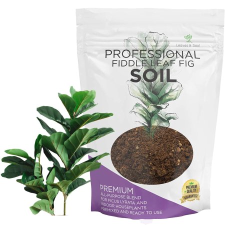  Best Soil For Fiddle Leaf Figs Options: Leaves and Soul Fiddle Leaf Fig House Plant Soil