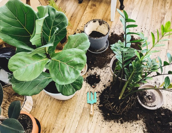 The Best Soil for Fiddle Leaf Figs