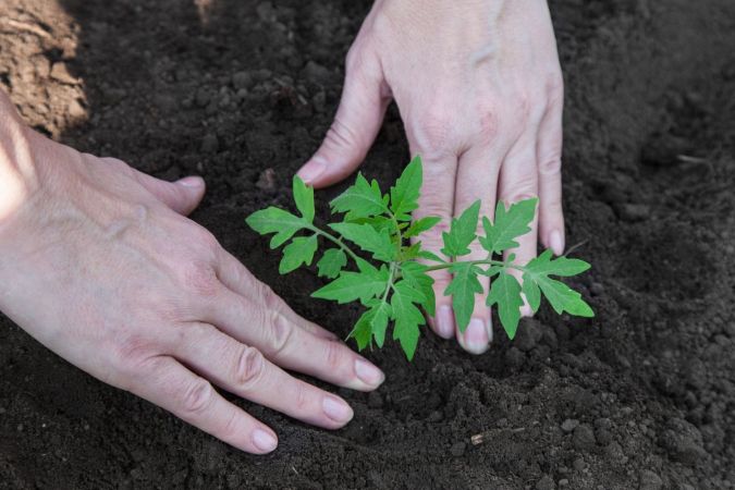 The Best Soil for Money Trees