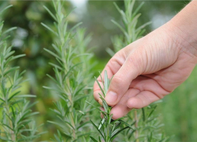 A person holds a sprig of rosemary attached to a tree between his fingers.