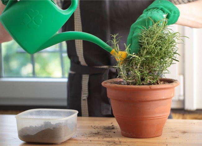 A person waters a rosemary plant indoors with a green watering can.