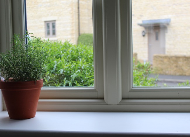Rosemary plant in a terra cotta pot on the windowsill.