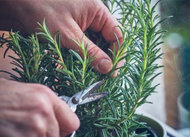 7 Important Things to Know About Growing Herbs Outdoors
