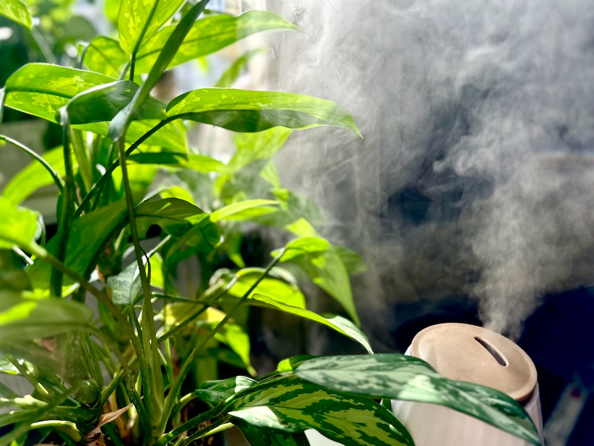 Steam from a humidifier around a group of green plants indoors.