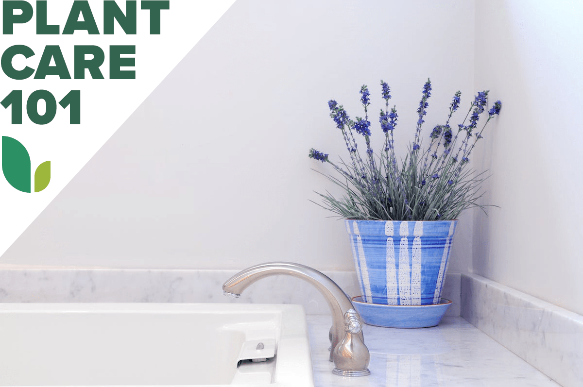 How to Grow Lavender Indoors - Bob Vila