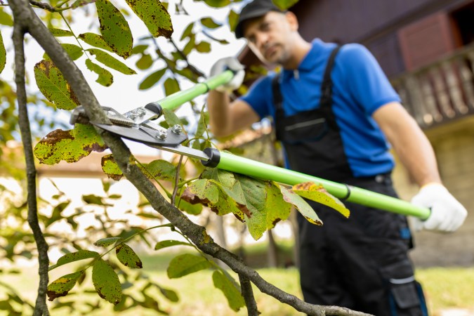 Man in blue shirt and apron uses garden loppers on branch.