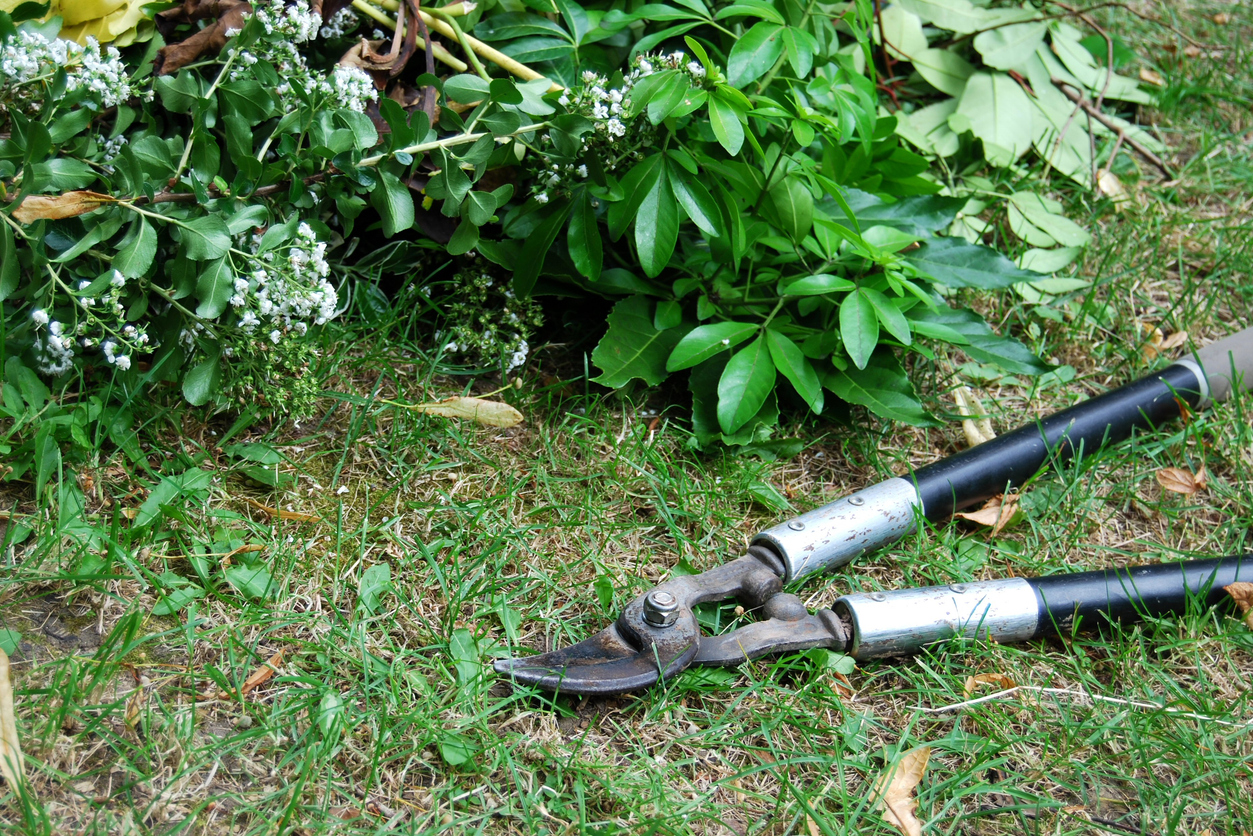 Garden loppers sitting in front of a bush.