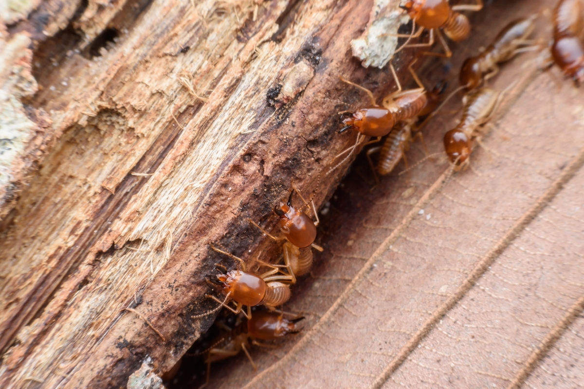 tented house termites