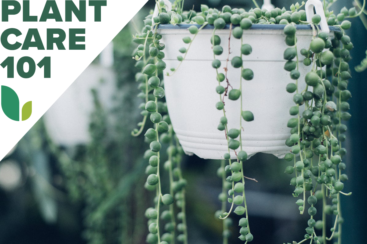 string of pearls plant care 101 - how to grow string of pearls indoors