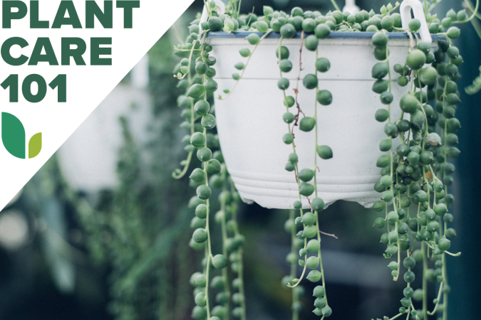 String of Pearls Care