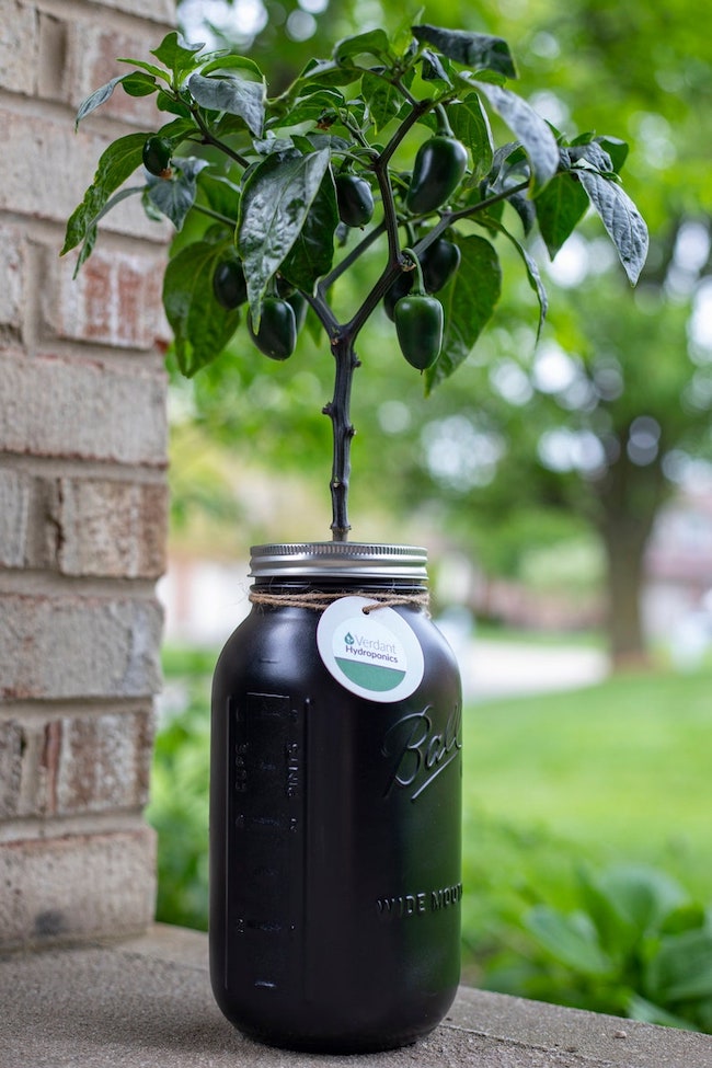 7 Crucial Things to Know About the Kratky Method of Gardening Bob Vila