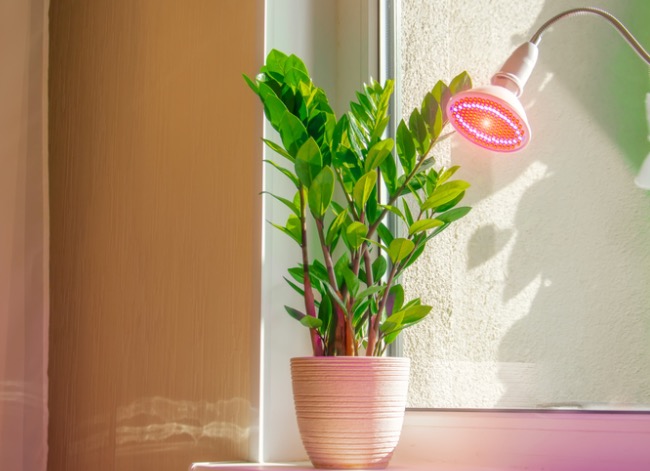 led grow light on houseplant