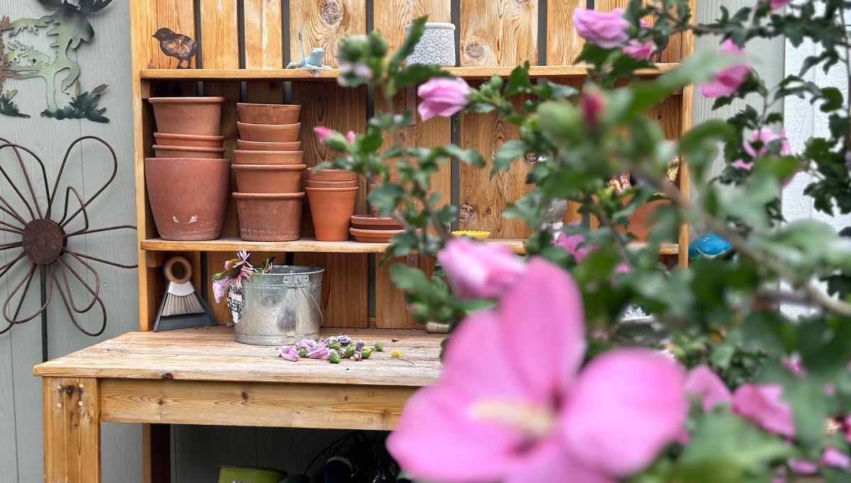 Potting bench behind rose of Sharon tree.