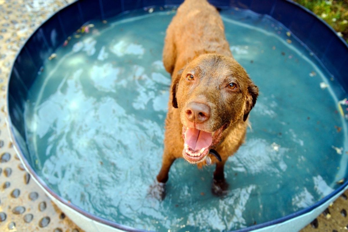 The Best Dog Pools Option