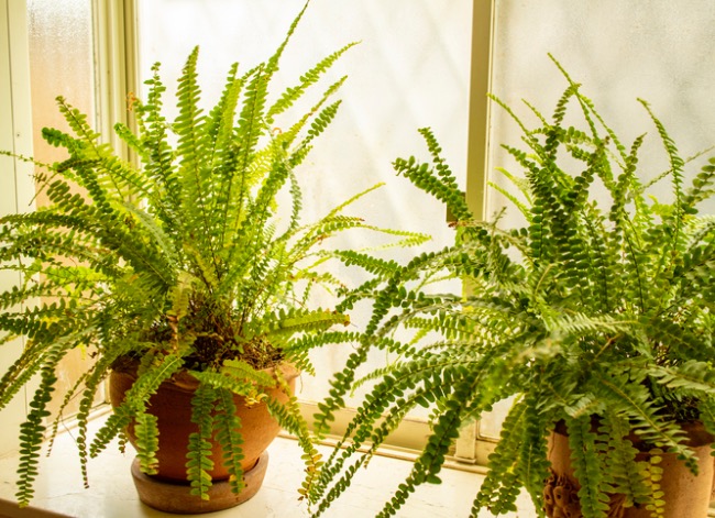 how to increase humidity for plants