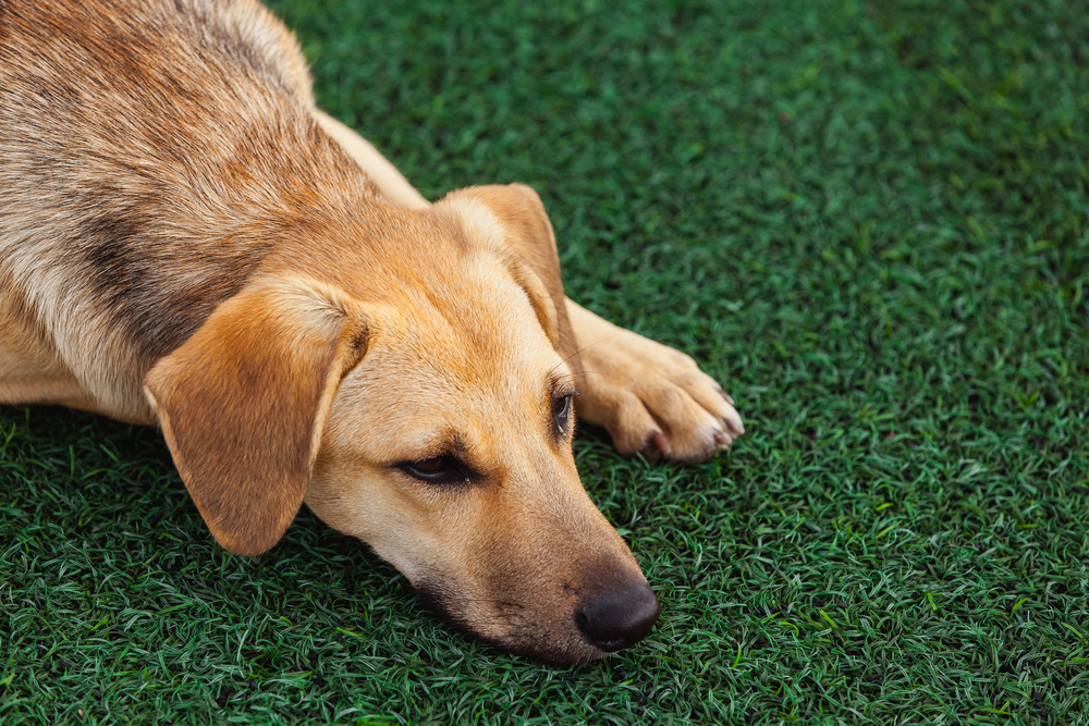 Best Artificial Grass For Dogs Options