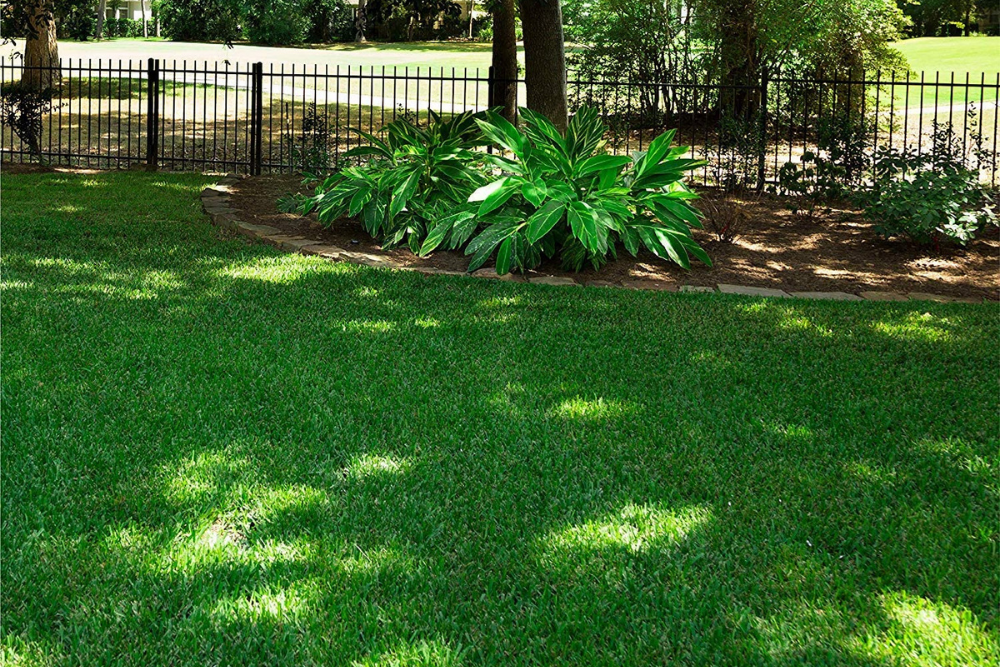 The best grass seed for shade option creating a beautiful green grass lawn in the shade