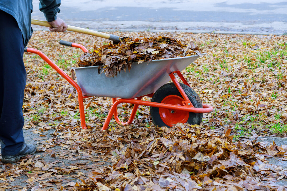 leaf mold