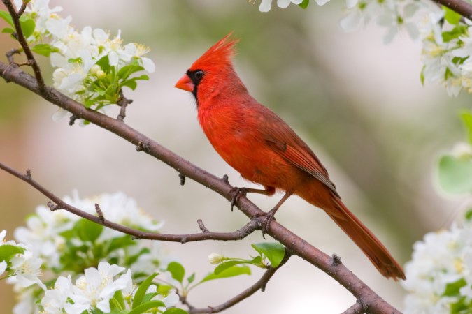 12 Fun Facts You Never Knew About Cardinals