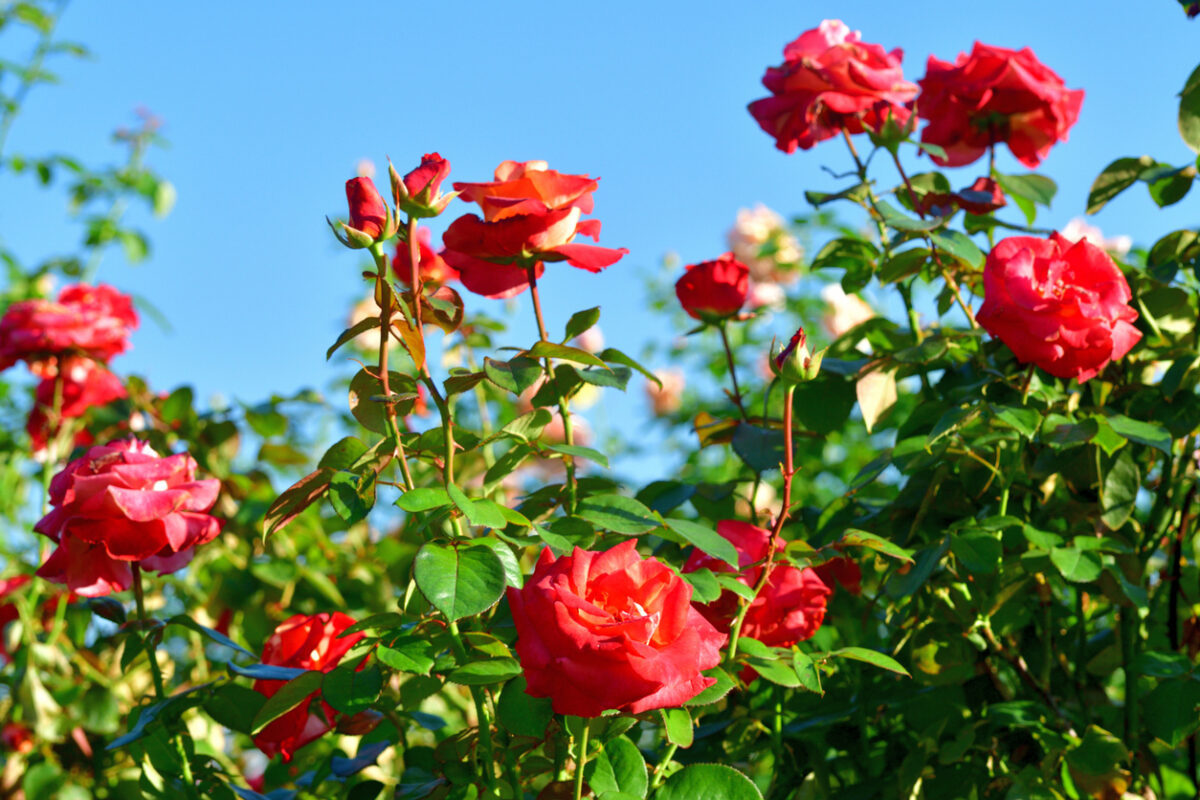 best time to plant roses