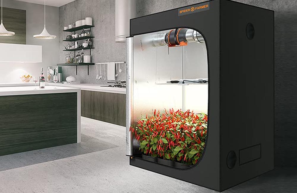 The Best Grow Tent Option open to revel numerous pepper plants growing indoors in a kitchen