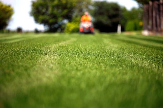 A close up of a lush green lawn.