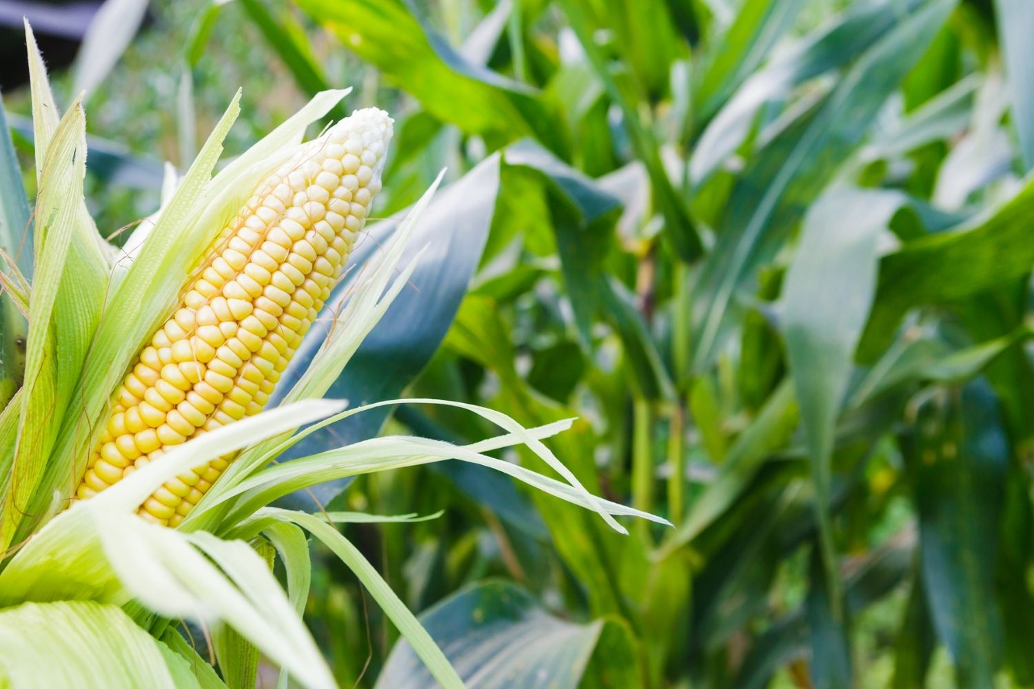 The Best Fertilizers for Corn Option