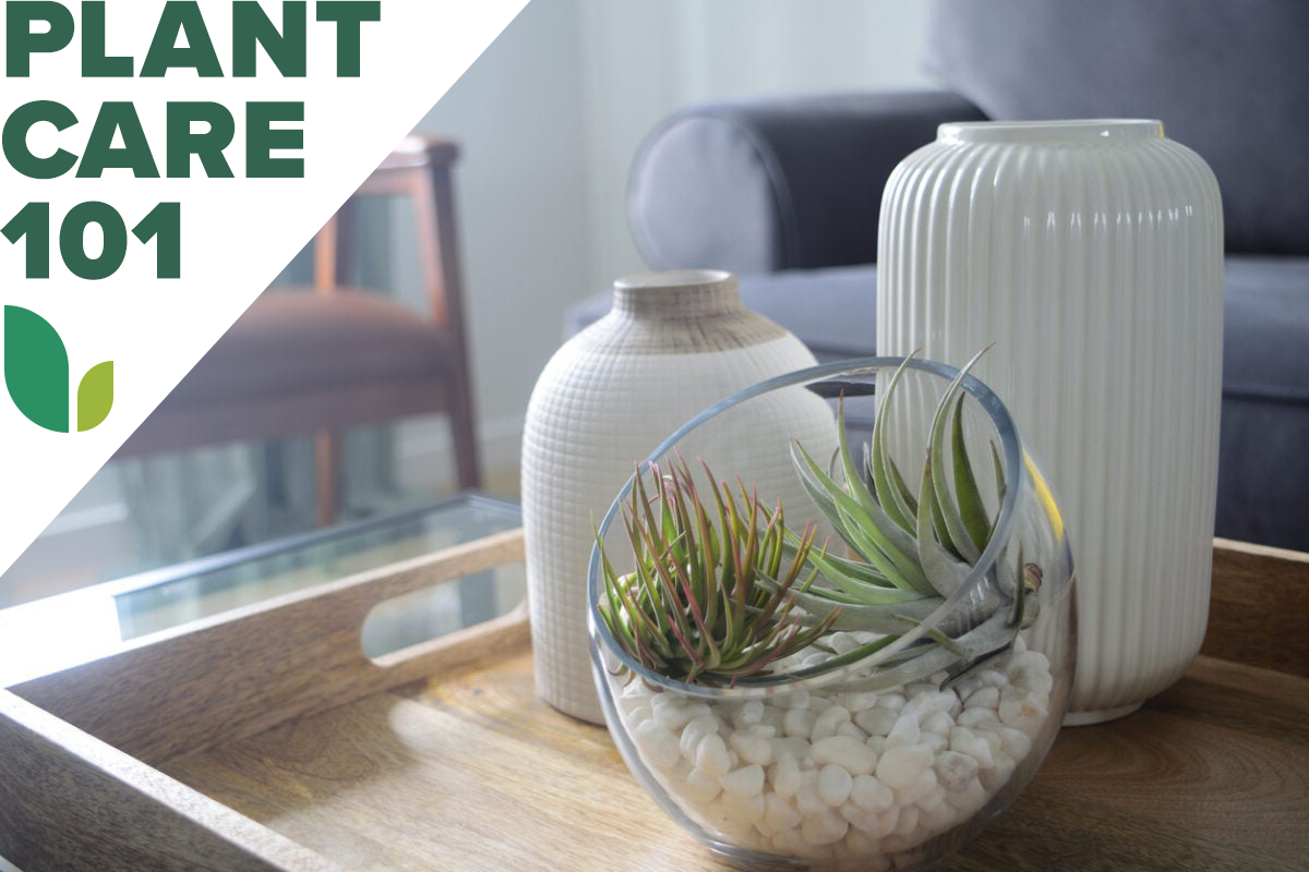 air plant care 101 - how to grow air plants indoors