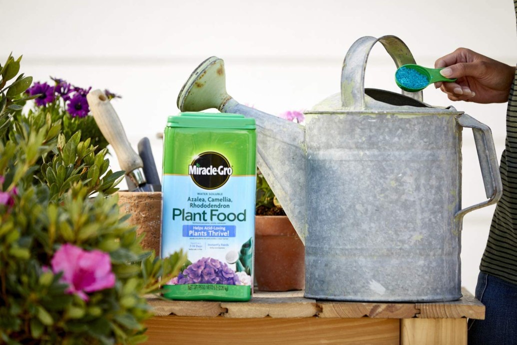 The Best Fertillizer for Gardenias Picks from Bob Vila