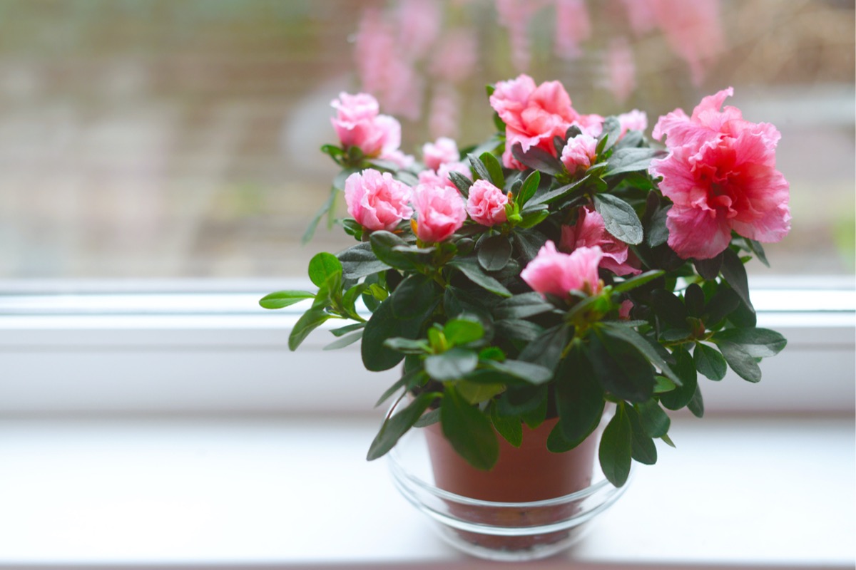 best houseplants for every green thumb