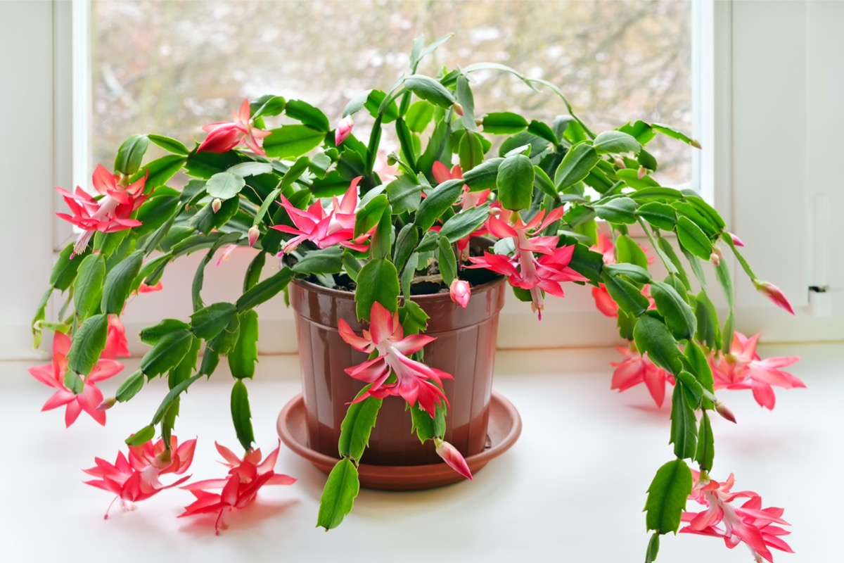 best houseplants for every green thumb