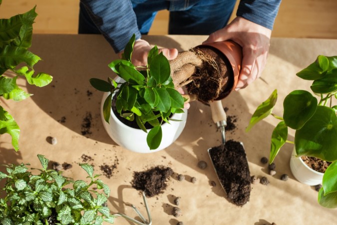 Have a Green Thumb? These Side Hustles Could Make You Big Money
