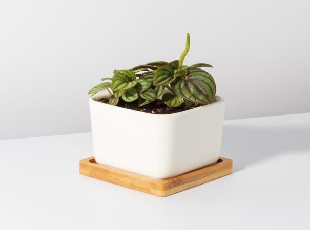 The 7 Best Etsy Stores for Houseplants