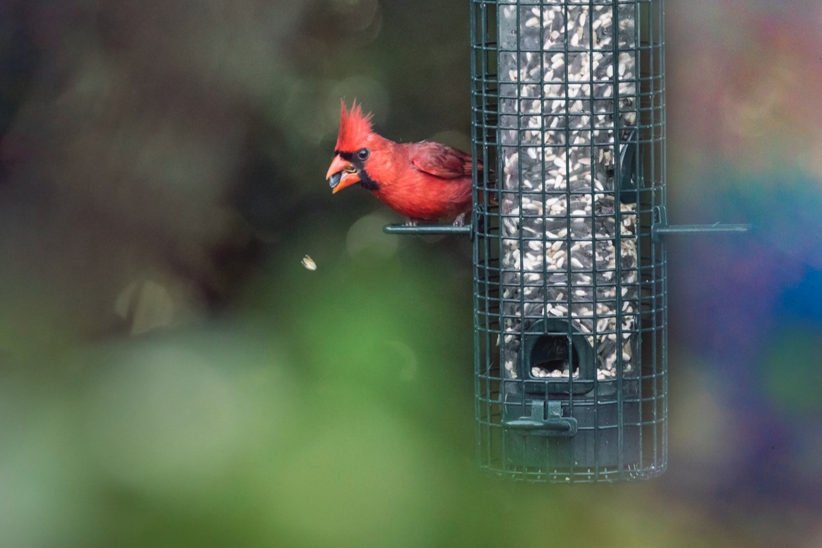 how to attract cardinals