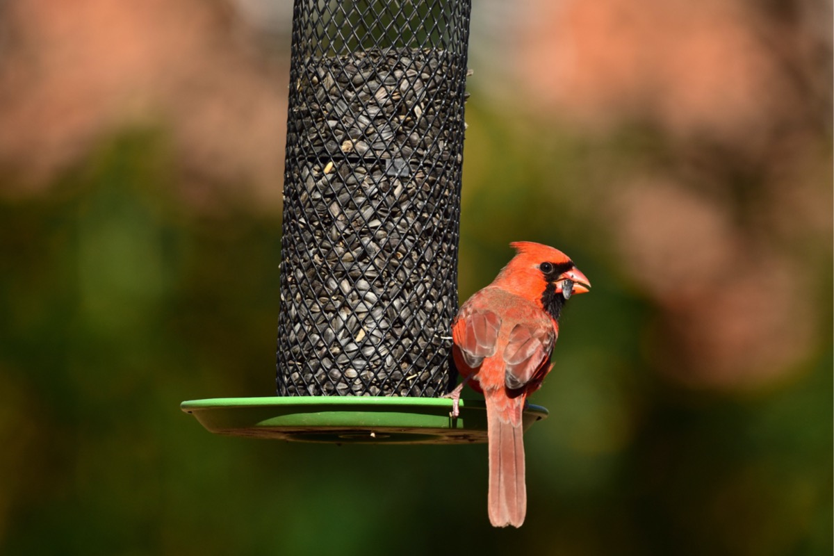 how to attract cardinals