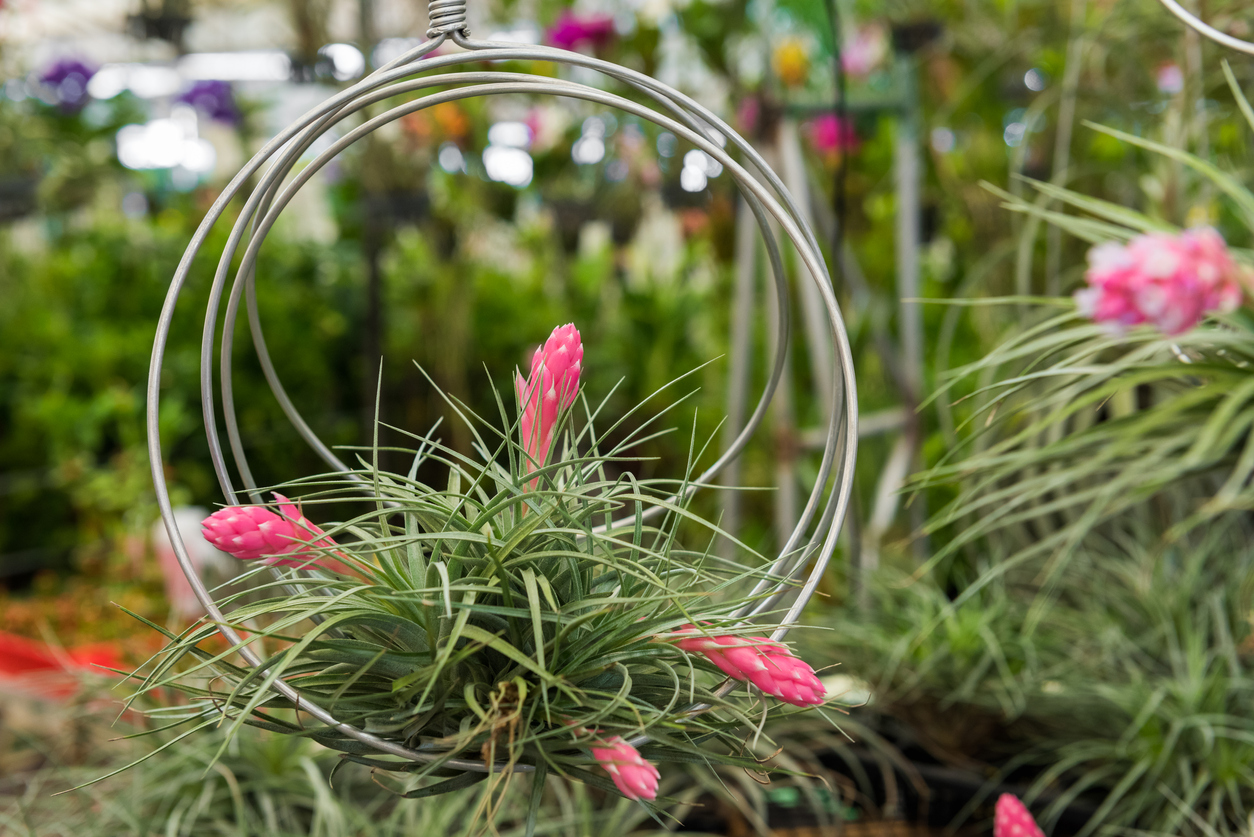 The Tillandsia houston (Hybrid with stricta X recurvifolia) air plant is blooming flower