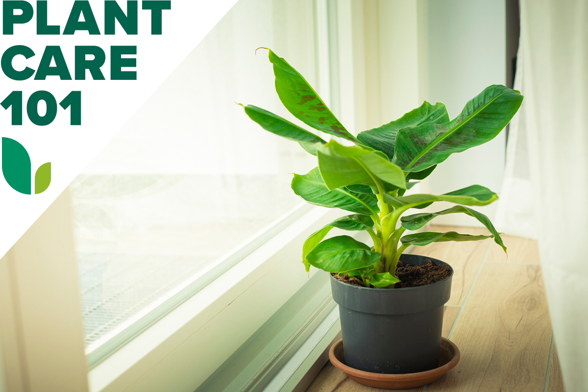 banana plant care 101 - how to grow banana plant indoors