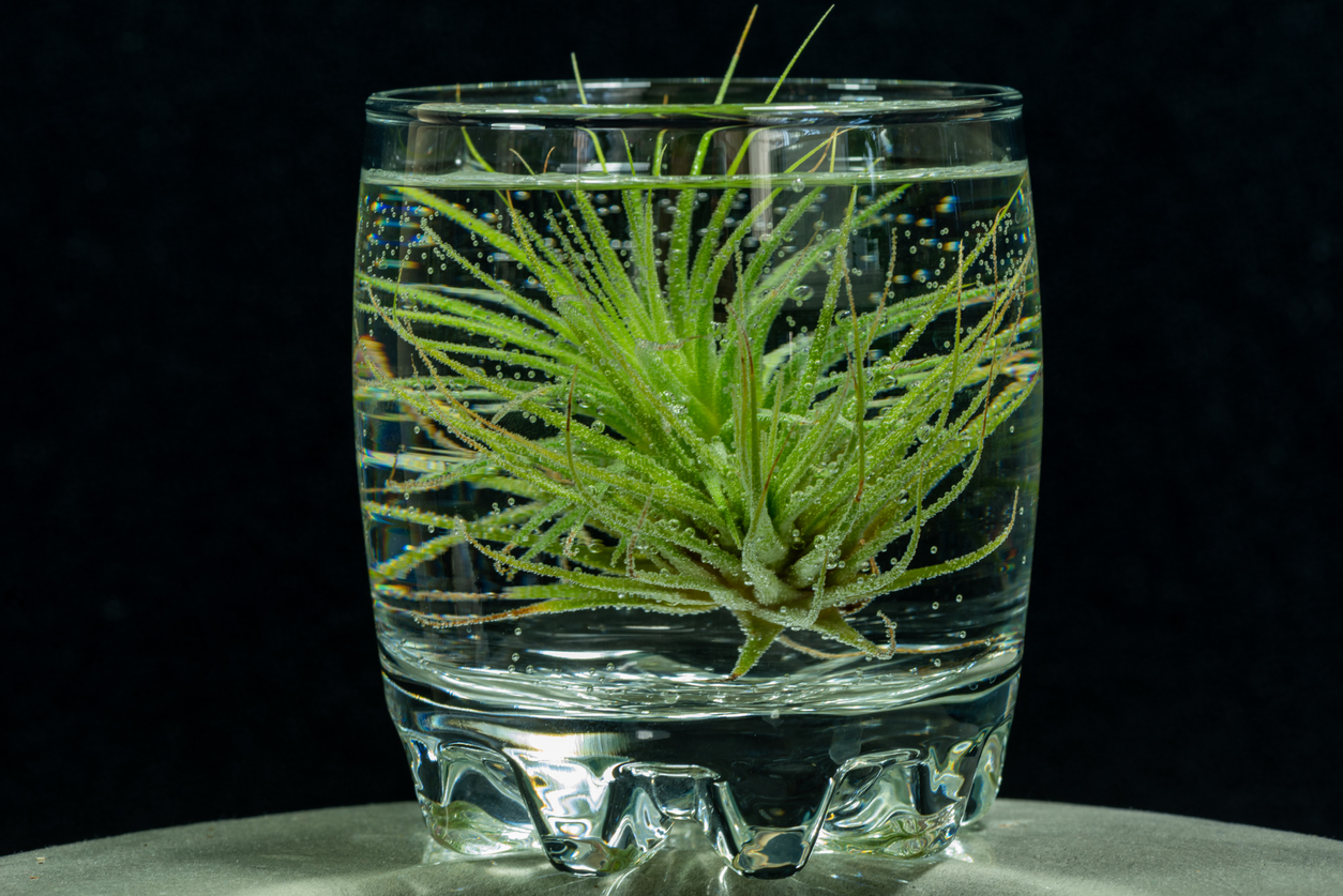 Tillandsia air plant on a water pot, on a isolated black background