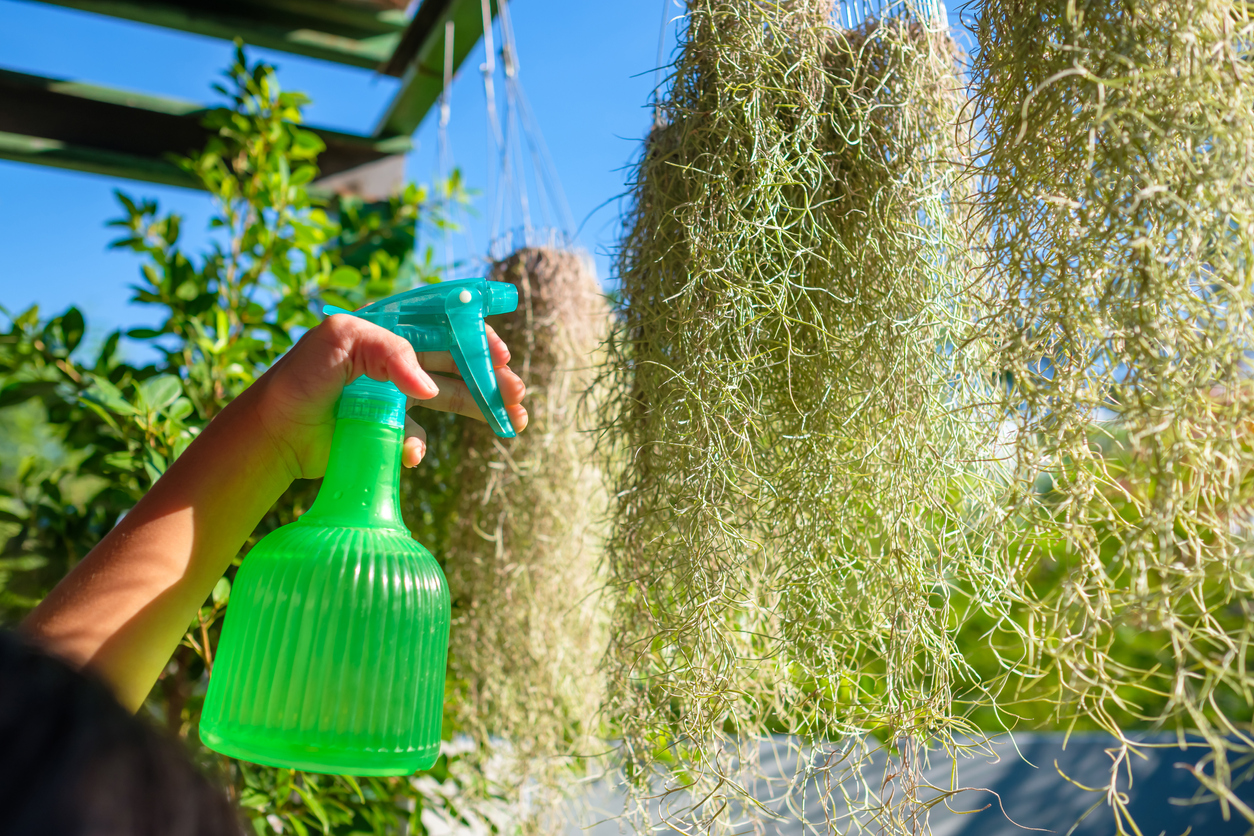 Closeup child hand watering the Spanish Moss plant in sunlight by spraying from the bottle sprayer, home gardening in the backyard, Spanish Moss is Tillandsia usneoides in science name