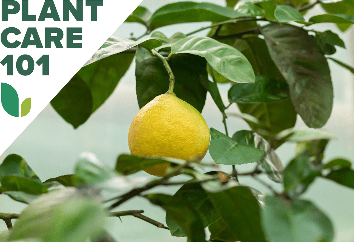 lemon tree plant care 101 - how to grow lemon tree indoors