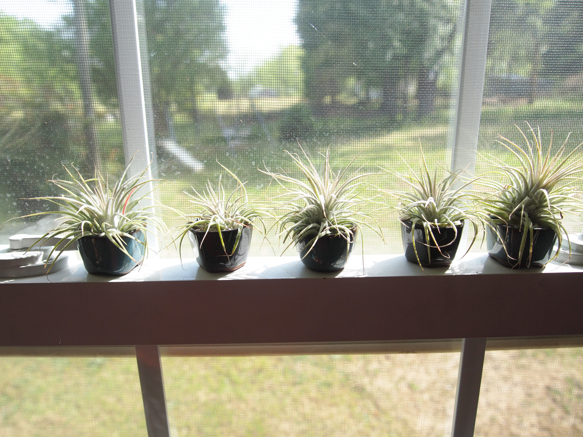 Air plants on a window sill.