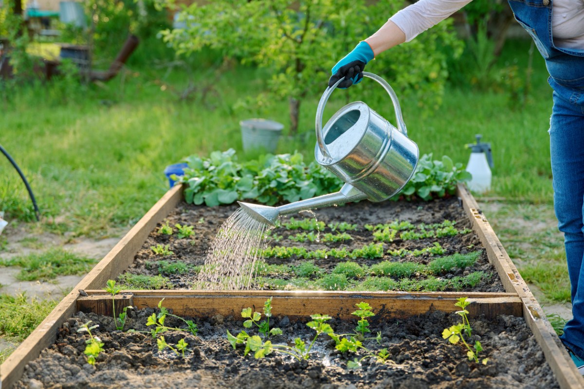Person using a watering can to water vegetables in a raised garden bed.