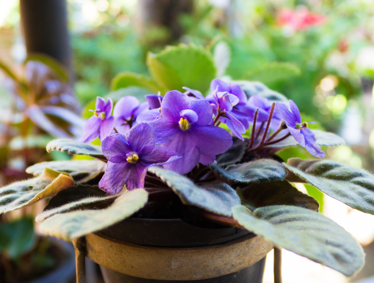 The 8 Worst Houseplants for People with Allergies