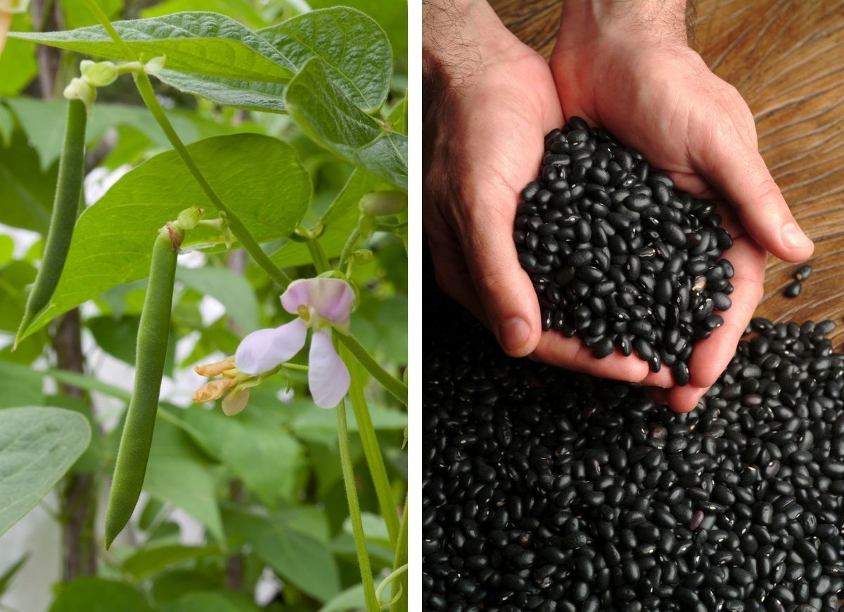 Black beans plant