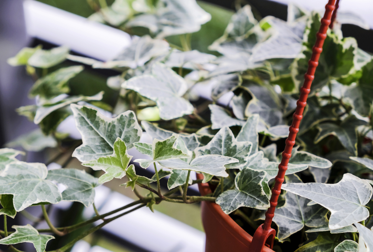 The 8 Worst Houseplants for People with Allergies