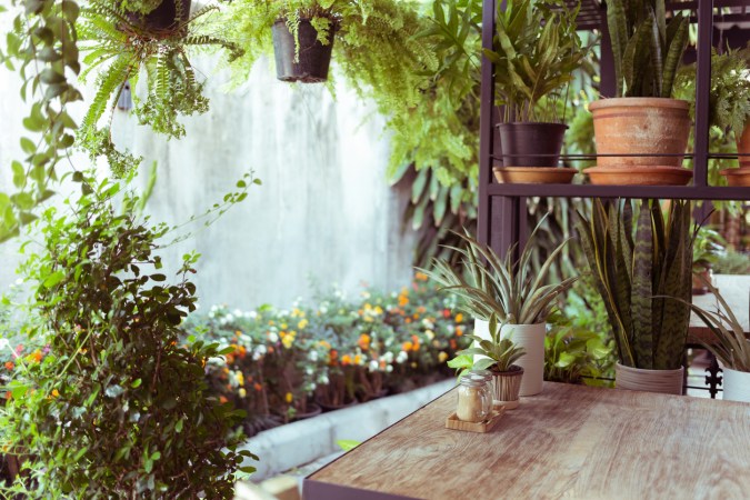 12 Houseplants That Collect the Most Dust—and Why That’s a Good Thing