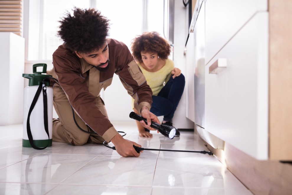 Solved! What Does It Mean When You See Termite Droppings but No ...
