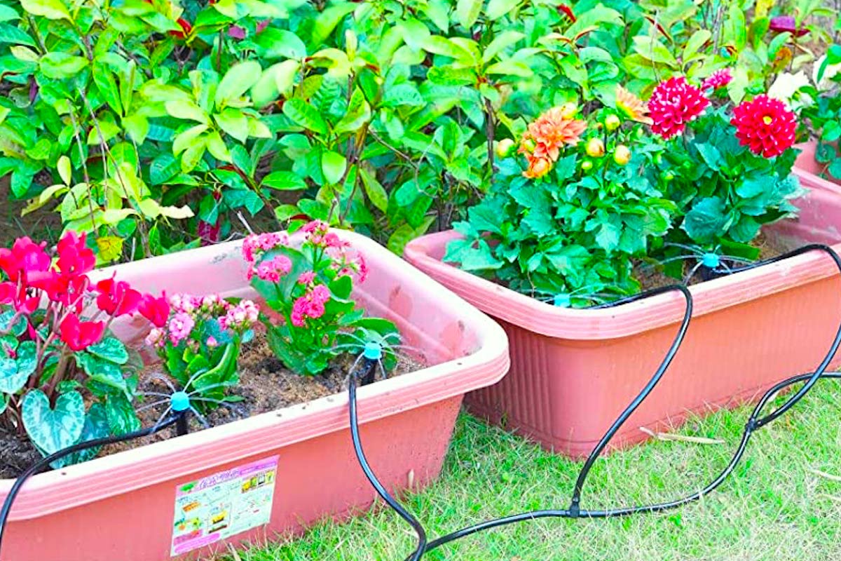 Two container gardens with drip irrigation lines in them.