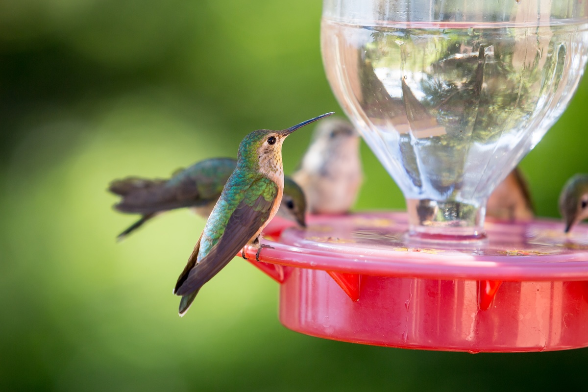 Red hummingbird feeder filled with clear nectar, two hummingbirds perched on feeder. 