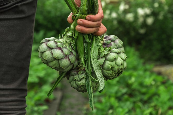 12 Perennial Vegetables to Plant for Years of Fresh Produce